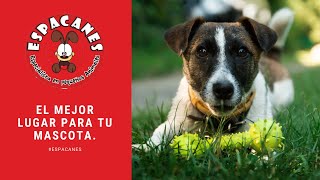 Guardería y hotel para perros y gatos en Pereira - ambientes campestres  ideales para tu mascota.