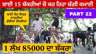 ਆਜੜੀ ਵੀਰ 15 ਬੱਕਰੀਆਂ ਚੋਂ ਕਰ ਰਿਹਾ ਚੰਗੀ ਕਮਾਈ (Part 22) । Goat farming #goats​⁠​⁠​⁠ @iltilanadhuri