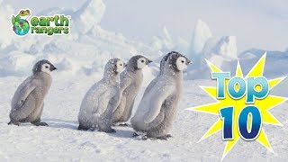 Top 10 Animal Survival Tips For Winter | Earth Rangers