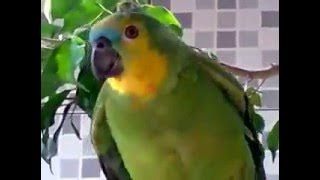  Brazilian Parrot Crying Just Like a Child