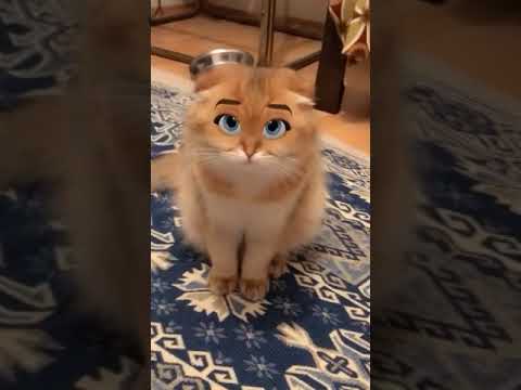 Snapchat (cartoon face) efekt Scottish fold  cat