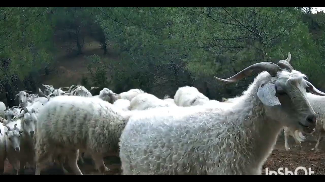 YAĞMUR SUYUNDAN HEPSİ NASİBİNİ ALMIŞ