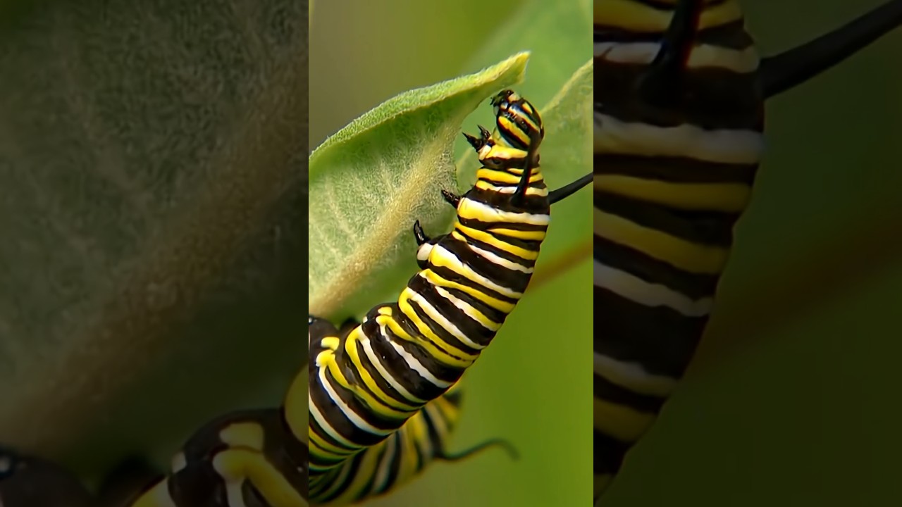 🦋 Как гусеница становится бабочкой?