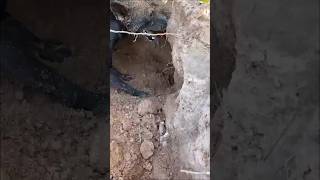 wildlife junglehunter funnyanimals animals primitiveplus funnycreatures