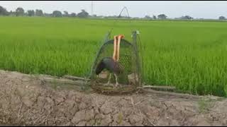 Bird Hunting Trapপাখির ফাঁদ দিয়ে পাখি শিকারের গ্রামীন কৌশল screenshot 3