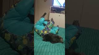 Dog Gets the Illusion She Can’t Move While Wearing Her New Outfit