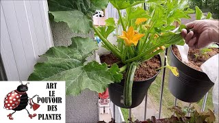 Potager sur balcon: Courgette d'Italie: Semis, culture, récolte: Plante annuelle