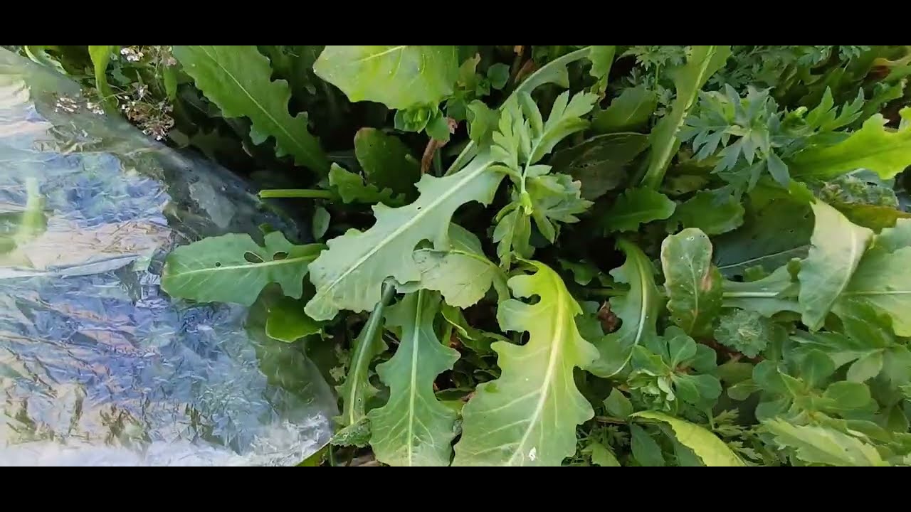 doğada olan yabani şifalı otlar 