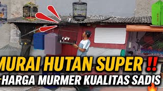 Download Lagu UNIK PARAH‼️ KIOS BURUNG DI PUNCAK ATAP RUMAH🔥 MURAI HUTAN SUPER‼️ HARGA MURMER KUALITAS SADIS🔥 MP3