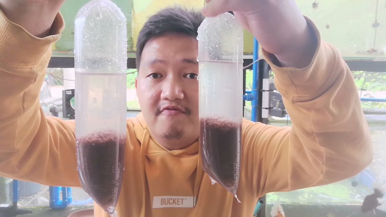 How to Properly Store Tubifex Worm Live Food