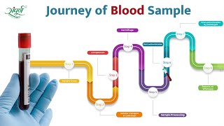 Blood Sample Process at Sampurna Sodani Diagnostic Clinic | Journey of a Blood Sample