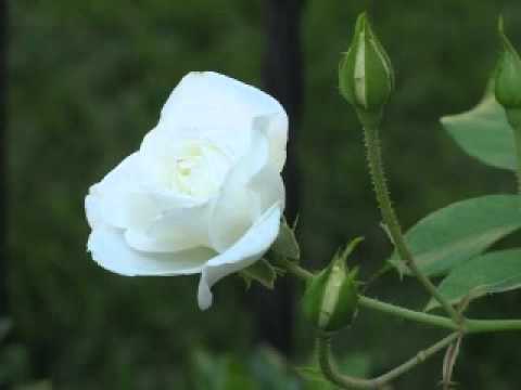 هاني القرناوي وفرج وهاب