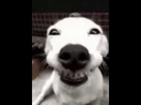 Dog laughing MEME 9.32K VIEWS!! - YouTube