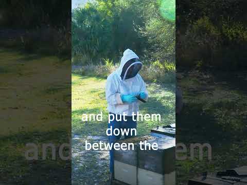 Remove Mites Naturally