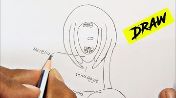 How to Draw Structure of Anatropous ovule labelled Diagram | anatropous ovule labelled Diagram