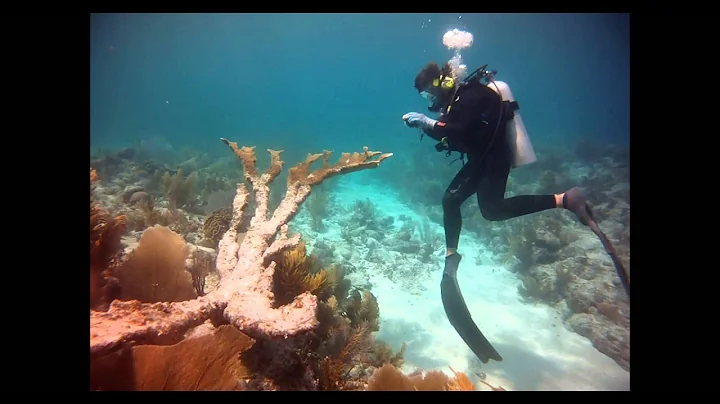 Stacy scuba diving