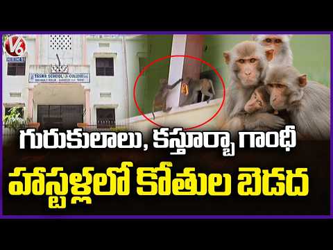Monkey Menace Troubles Gurukuls and Kasturba Gandhi Hostels in Nizamabad | V6 News - V6NEWSTELUGU