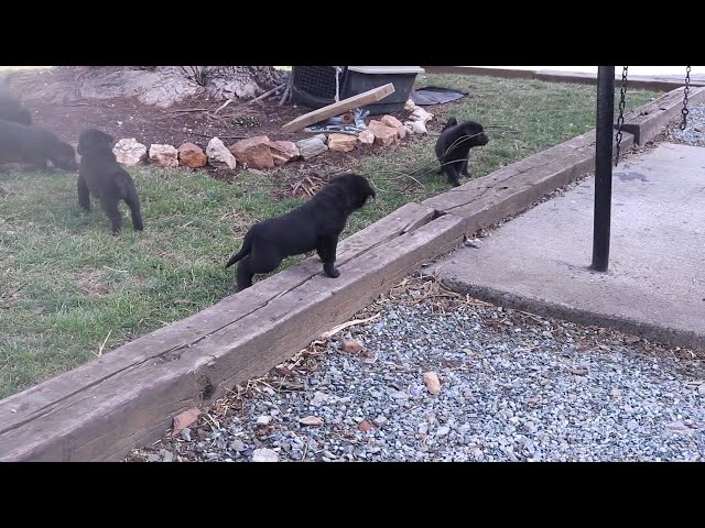 Rosie video thumbnail