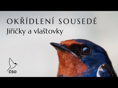 Video: Podobnost: vlaštovky a swifts. Co mají společného?