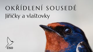 Okřídlení sousedé: Jiřičky a vlaštovky / dokument ČSO o soužití ptáků s lidmi