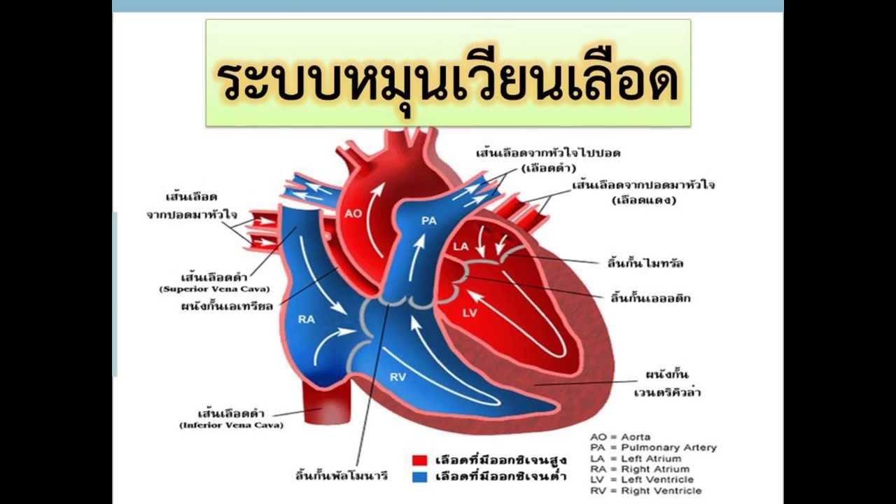 ระบบขับถ่าย ม.2 ppt  New Update  เพลงระบบหมุนเวียนเลือด วิชาวิทยาศาสตร์ ชั้น ม.2 สอนโดย ครูเอเดียน คุณาสิทธิ์