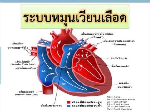 เพลงระบบหมุนเวียนเลือด วิชาวิทยาศาสตร์ ชั้น ม.2 สอนโดย ครูเอเดียน คุณาสิทธิ์