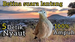 perkutut lokal betina suara lantang memanggil jantan sangat ampuh buat pancingan.