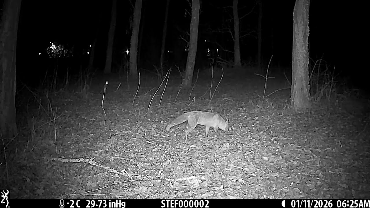 VOLPE - 11/01/2026 - 06:25