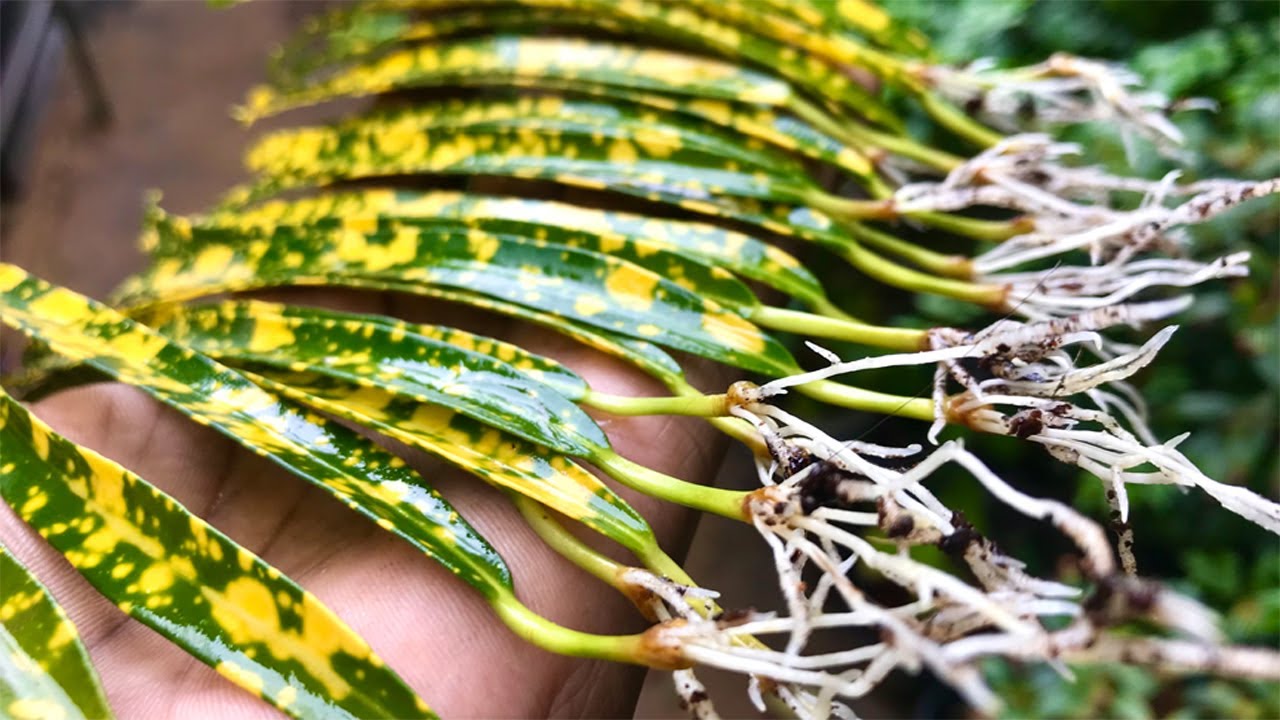 Unlock the Secret to Propagating Croton Plants with Leaf Cuttings