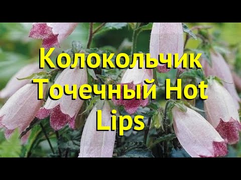 Видео: Информация о растении Hot Lips - узнайте о выращивании растений Hot Lips