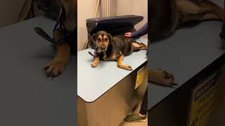 Pup Suffers In Critical Care & Receives Slow-Killing Heartworm Treatment Pup Suffers In Critical Care & Receives Slow-Killing Heartworm Treatment