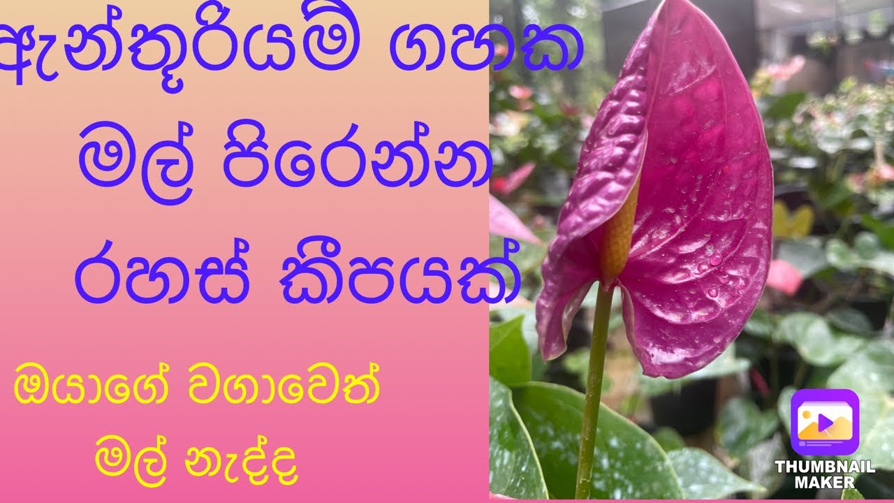 මල් පිරෙන්න ඇන්තූරියම් හදමුද.ඇන්තූරියම් වගාවේ රහස්