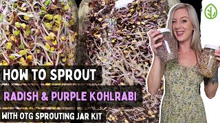 How to Grow Sprouts at Home in a Mason Jar China Rose Radish Purple Kohlrabi