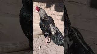 top quality aseel murga #aseelmurga #birds #rooster #pets #shorts