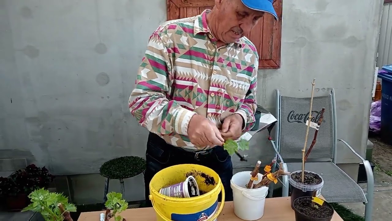 Szőlő gyökereztetése vízben és egyrügyes dugványok