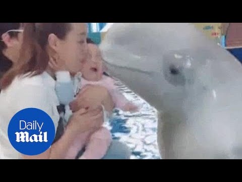 Baby Burst Into Tears As Beluga Whale Gives Her A Kiss Daily Mail
