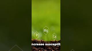 Why Applying Excess Nitrogen Fertilizer To Plants Is Dangerous shorts