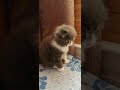 Питомник шотландских кошек RADELIZ HOME