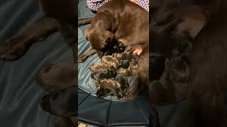 Bear’s a dad!