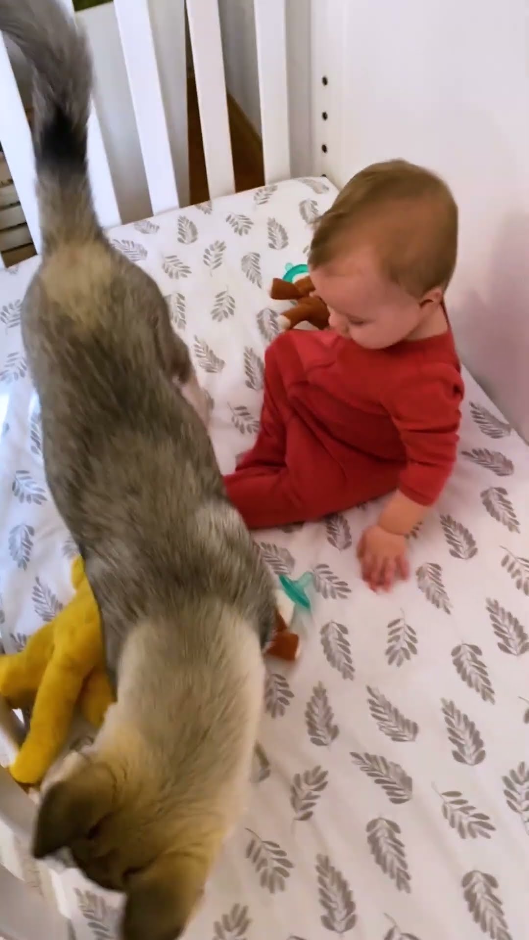 Little Girl And Her Husky Have A Secret Language | The Dodo
