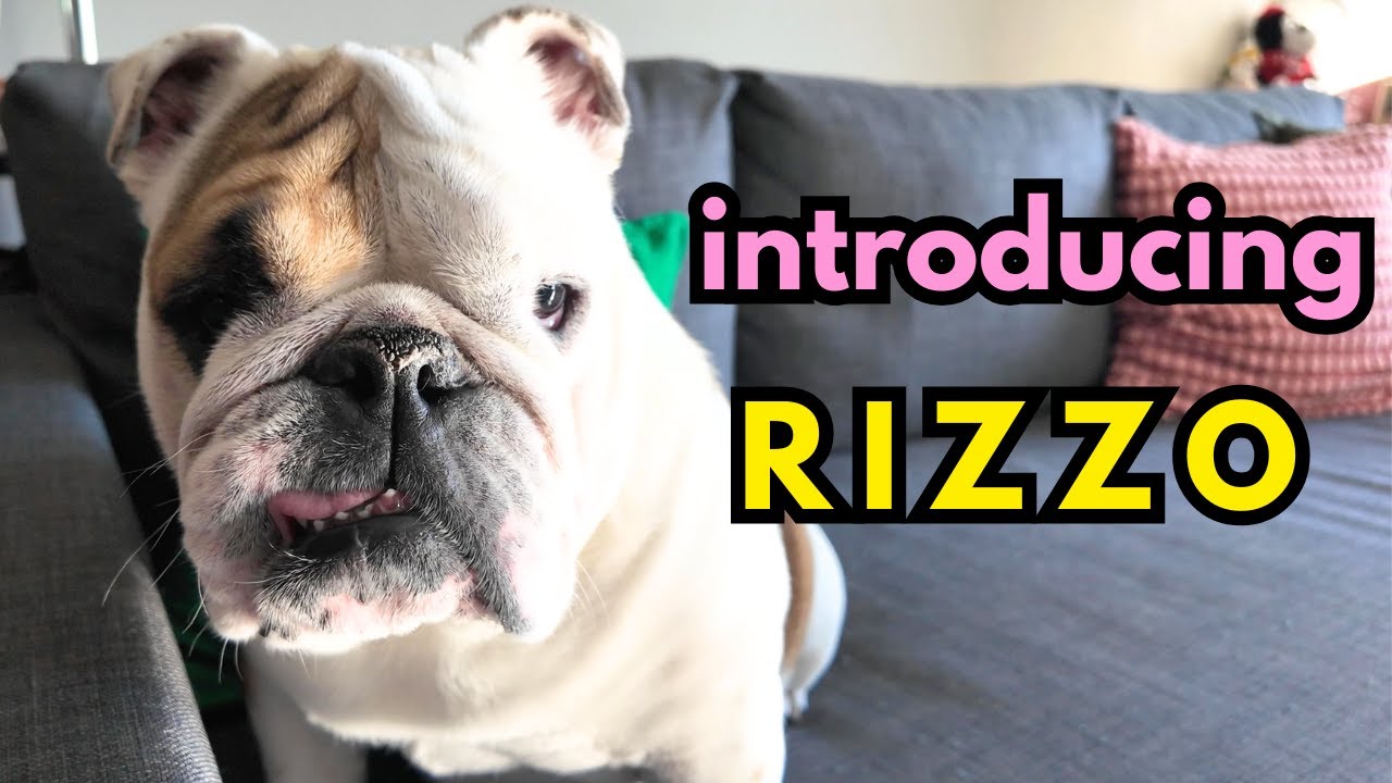 INTRODUCING... RIZZO 🐾 | My Funny English Bulldog Moves In!