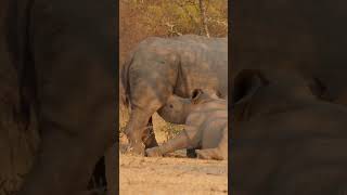 Embracing the Wild: A Rhino Tracking Adventure in Zimbabwe!