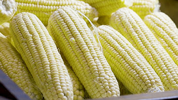 Biosafety and Biotechnology -  Benefits, Risks and Regulation