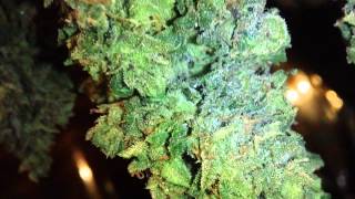 Super Silver Haze Harvest Part 2