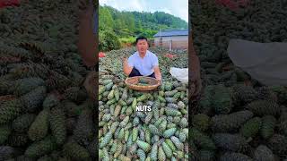 Para Pekerja Menggunakan Alat Pengangkat Balon Untuk Memanen Buah Pinus Di Ketinggian Hutan