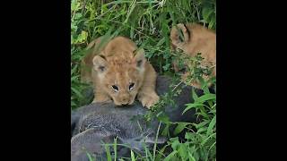 Topi Lion Pride Cubs On Feast Masaimara 13 February 2026