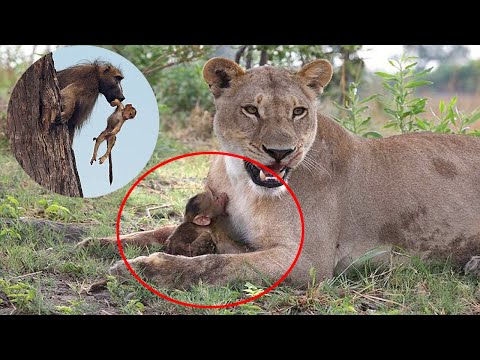 When This Baby Baboon Fell At The Mercy Of A Lion, A Camera Recorded The Cat’s Incredible Rea