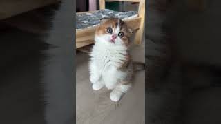 CUTE PUPPIES  #ishowspeed #shorts #shortvideo #inspiration #gospel #fyp #trending #puppy#puppies