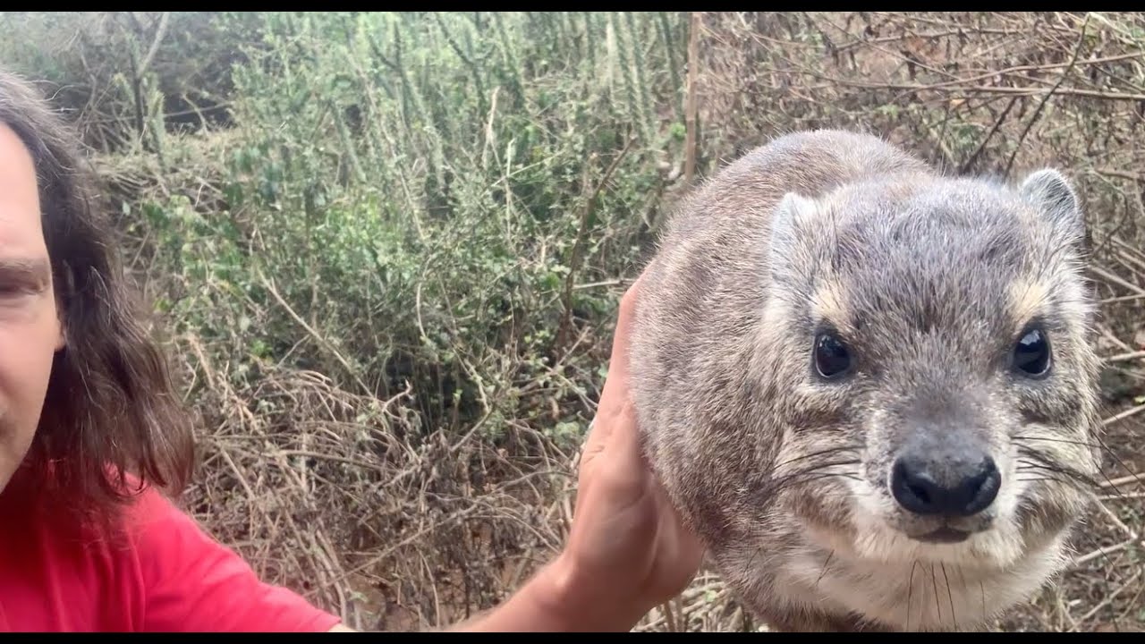 Wild Hyrax Butt Scratch