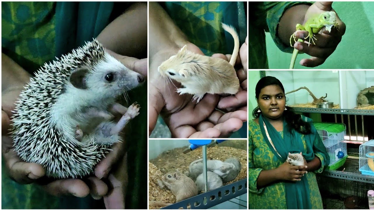 Exotic Pet farm tour in Kovai | Coimbatore | தமிழ்